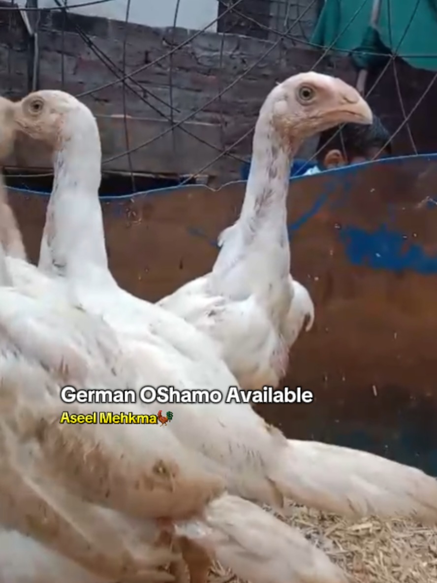 German Oshamo chicks Available ⚡🔥 #AseelMehkmaByHamidAli  #viral #aseellovers #شوق 