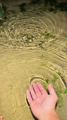 Found a strange fish#animals #Foryou #Friendship #Us #cute #Rescue