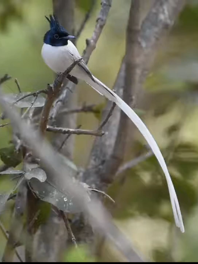 Seriwang (Asian Paradise Flycatcher) #burung #bird #kicaumania #foryou #fyp 