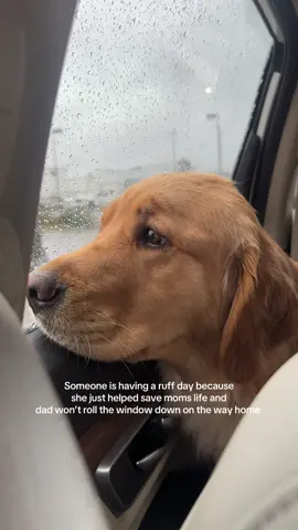 The drama 😂 #goldenretriever #dog #dogsoftiktok #pet 