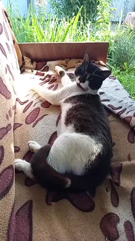 🐱🐱🐱