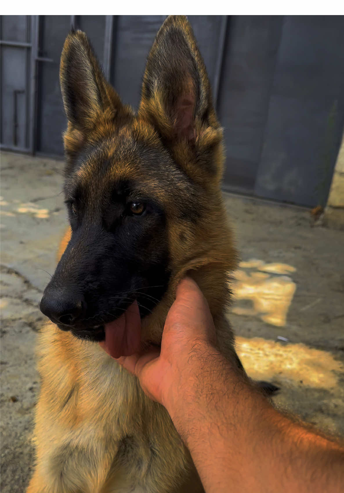 Jesi❤️ #kəşfet 