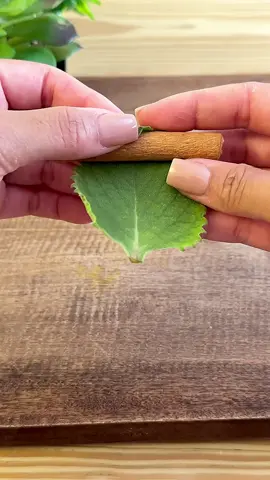 Ponle orégano a la canela … 