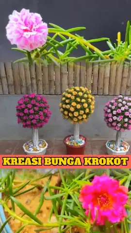 #bungapukulsembilan #krokot #tanamankrokot #sutrabombay #kreasikrokot 