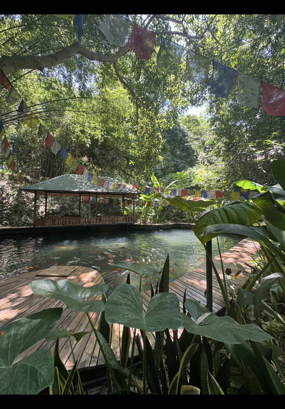 When nature feels like home 🐠🌱 @Riverside Springs Resort  #Nepal #riversidespringresort 