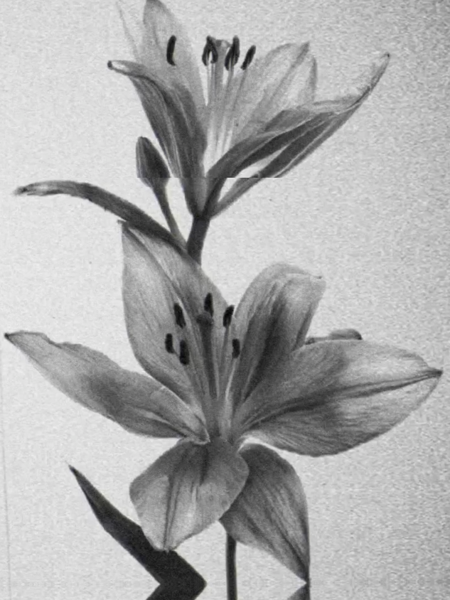 #foryoupage #lanadelrey #song #lyric #fyppp #onceuponadream #lanadelreyedit IB: @🎧🎵 