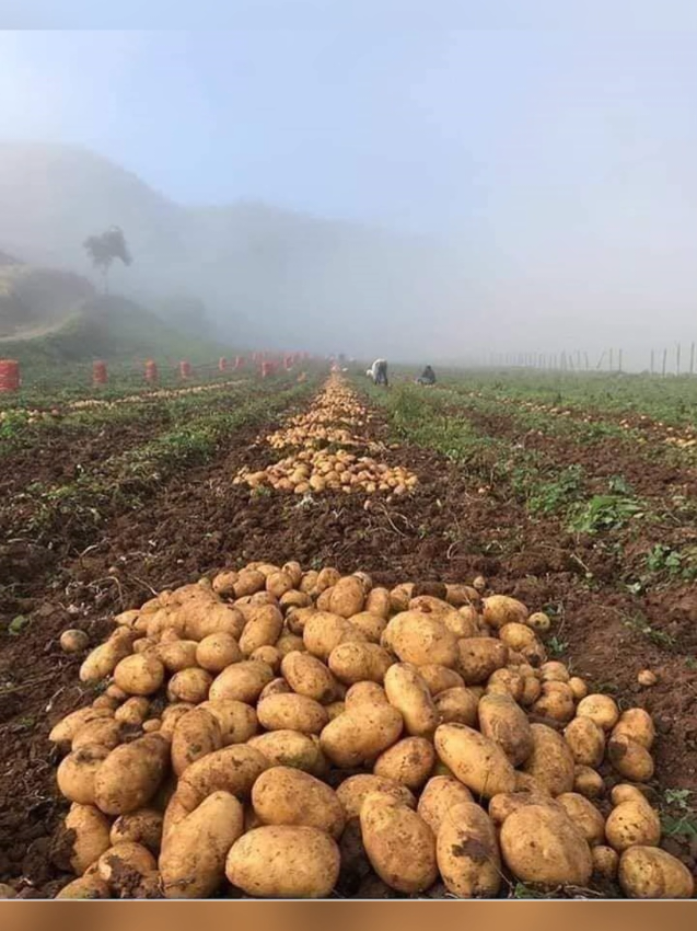 Dinichaa dhaabuu dura wantoota hojjetamuu qaban 1. Qophii gahaa ta’e taasisuu, kana  jechuunis        A. Bakka qotinsaa  filachuu fi naannoo sana aramaa akkasumas wantoota adda addaa irraa qulquleessu. 2. Sirritti irraa deddeebiidhan qotuu , kana jechuuns       A. Erga qotame booda akka qileensa argachuu danda’uuf yeroo daangeffame kennu. 3. wantoota barbaachisoo ta’an, sanyii gaarii fi xaa’oo qulqullina qabu fayyadamuu. 4. Sirritti facaasuu fi yeroo facaasaa sirrii ta’etti fayyadamuu, tarree fi biqiltoota gidduutti  fageenya kaa’uu,  akkasummas  sanyii fi xaa’oo lafa keenyaaf gahaa ta’e fayyadamuu.     A.  akka hin bayyanet akkasummas akka hin xiqqaaneti fayyadamu. 5. kununsaa barbaachisa ta’e  gochuu     A. armaan osoo hin mul’atin ykn hin biqilin dura ittisuuf horozeb fayyadamuu.     B. Dhukkubni  erga uumamee booda akka hin babal’anneef dimentozeb, copmate, copro, payraextra fayyadamaa Haala kana keessatti oomishaa fi qulqullina barbaachisu argachuu dandeenya.
