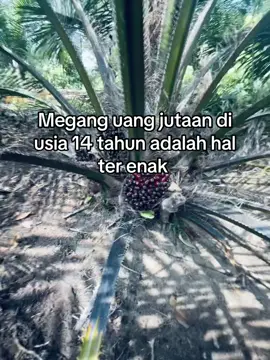 #fyp #sawitontiktok #lewatberanda 