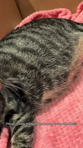 I stayed up so late worried I was going to miss the birth. Turned the camera on with volume up and she’s still pregnant! I am on pins and needles!! 😫😫 I am a small, family run rescue. We've saved over 700 kitties in the last 6 years. My life is dedicated to make theirs better! Your likes and shares are so appreciated as it helps us keep saving more! Thank you!🥰 Follow along on INSTAGRAM for more daily cuteness at fosterkittenmama. #cats  #pregnant #cat  #catsoftiktok  #fosteringsaveslives                                         foster          