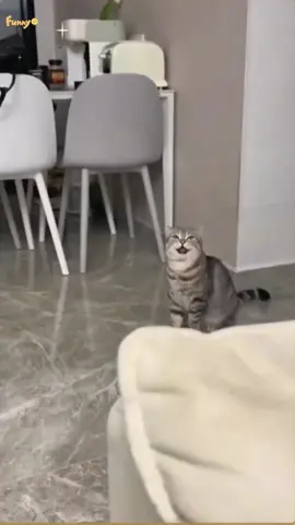 Cute Cat, Funny Cat #catvideo #catstok #pet #catsoftktok #funnycats #funnyvideos #kitty #cozyvibes #petlife 