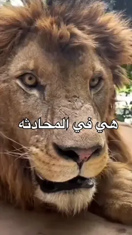 هي في المحادثة هي في الواقع #الاسد #تمام_الربيعي 