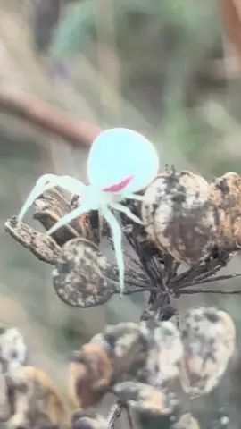 Crab spider.  😳or😍#fullmoon #spiderman 