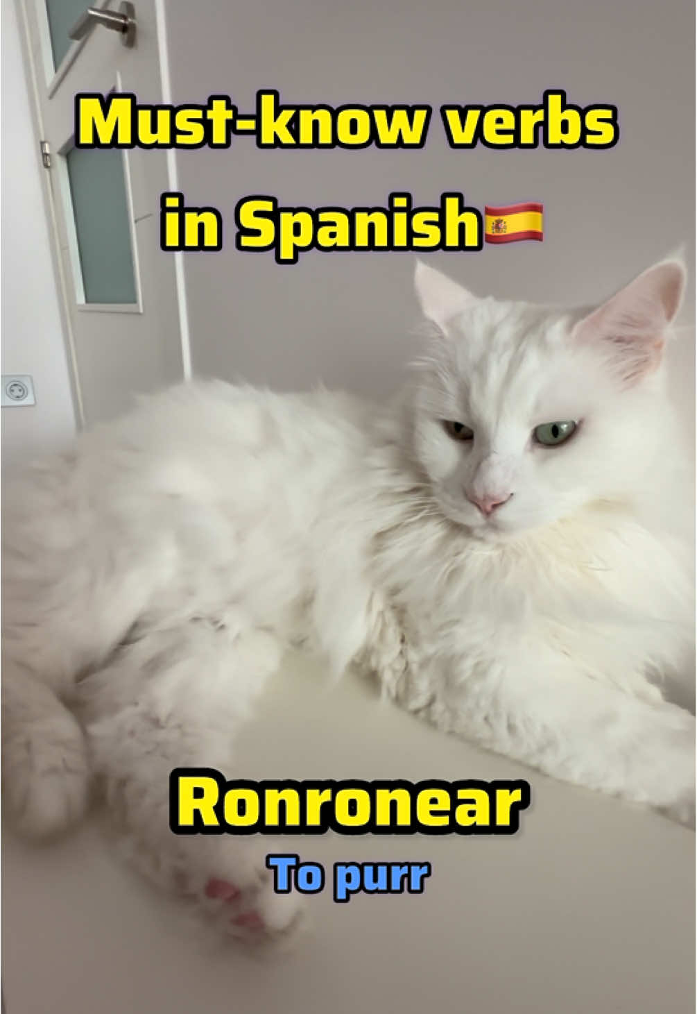 Must know verbs in Spanish🐈❤️🇪🇸 #spanishteacher #spanishclass #catlovers 