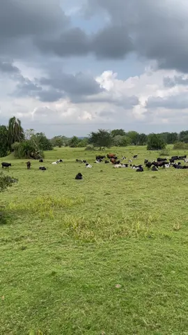 Cloudy ☁️ Tuesday at the farm  #millionviews #fyp #cows #farmlife #viralvideos 