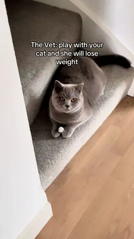 Think it’s gonna take a long time 😂 #britishshorthair #catsoftiktok #cat 