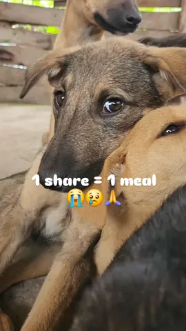 Help with 10$ you can link in the bio #fyp≥° viral≥ 2023 #ypreels viral≥ #animladvocates #animlaslover #animlasballoons #merrychristmasyafilthyanimals #animalsarefriends #dogs_of_instagram #dogsarefamily #dogsofinsta #doggydaycare #dogs_of_instagram #viralreels