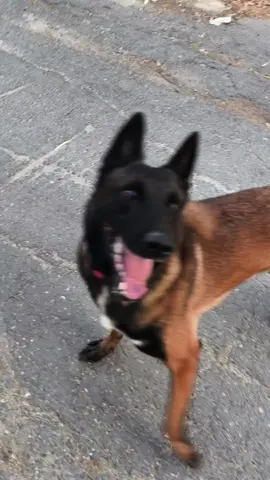 #dog #malinois #fyy 