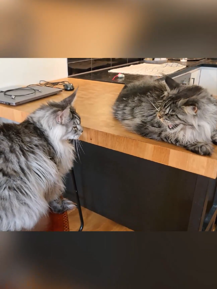 Brock Meets Papa Dexter #mainecoon #cat 