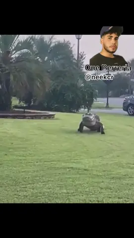 Un cocodrilo 