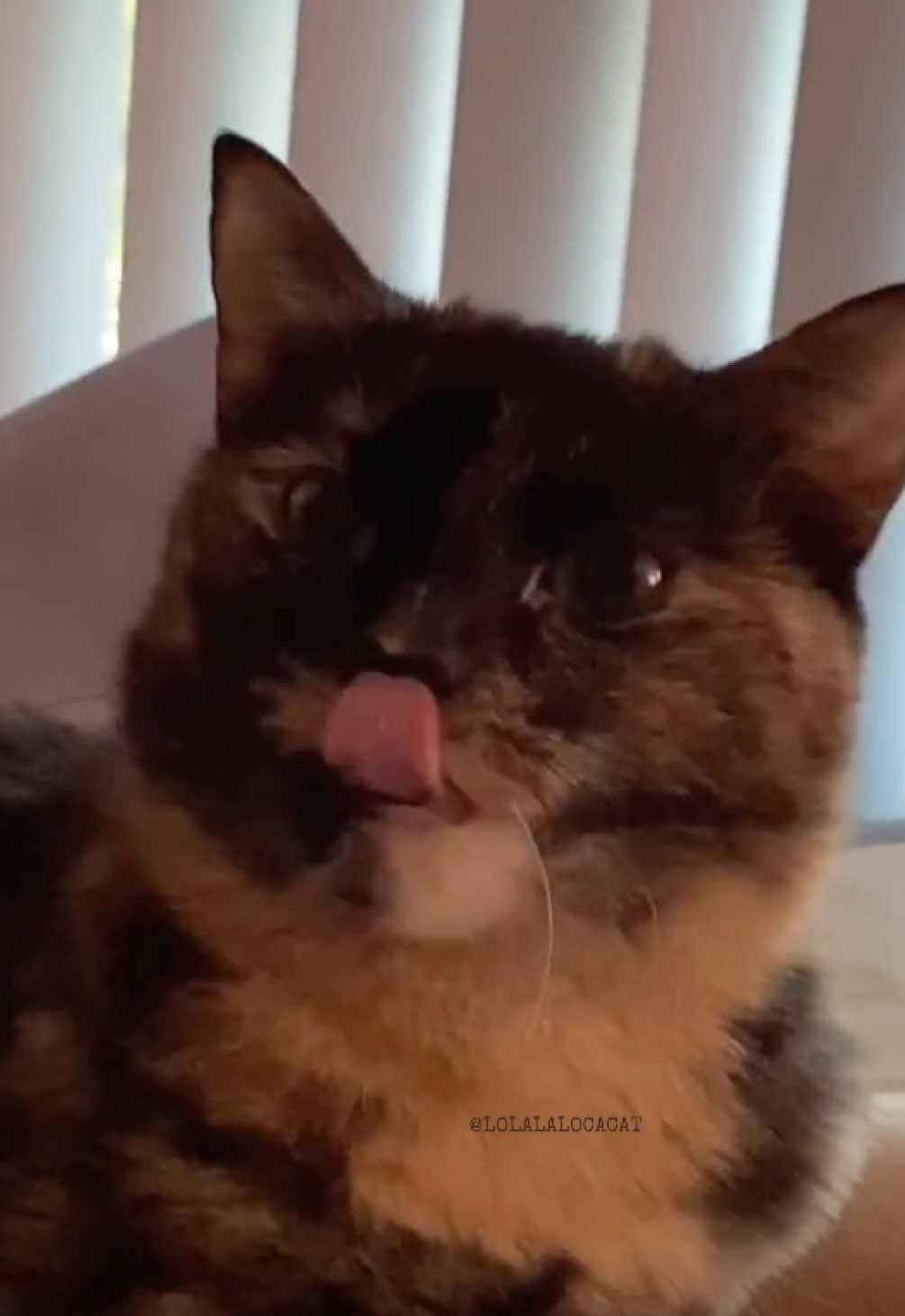 #cat #catvideos #catsoftiktok  