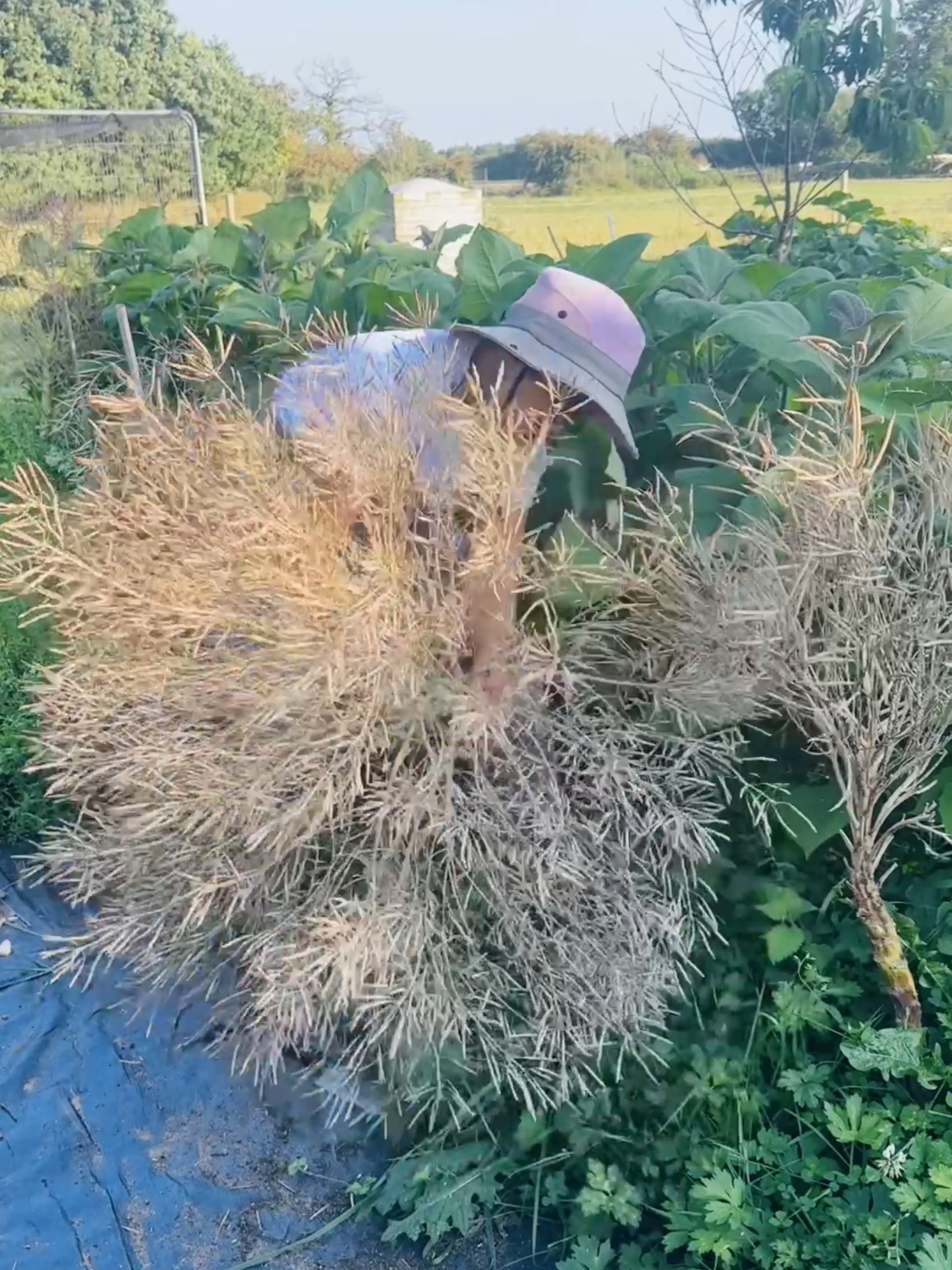 บร็อคโคลี่ก้านสีม่วง ปลูกถูกช่วง ทนทาก ทนหนาว ทนหิมะ ทนอากาศติดลบ คือดีอ่ะ💚 #gyocyo #แขมรอินเตอร์ #ปลูกเองปรุงเอง #เกษตรยุคใหม่ #เป็นมิตรกับสิ่งแวดล้อม #farming #garden #EcoFriendly #เทรนด์วันนี้tiktok