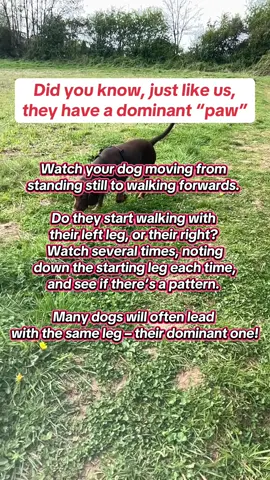 Ziggy is “left pawed” #dogfacts #dogwalk #pawfact #factsaboutdogs #dogbehaviour 