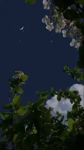 التغافل ليس ضعفًاولا غباءً بل هو فن من فنون الراحة النفسية.. ‏حين تدرك كل شيء وتدقق في كل تصرف ترهق قلبك وتُتعب عقلك.  ‏أما حين تتغافل عن الزلات الصغيرة والكلمات العارضة فإنك تُريح نفسك وتُريح من حولك.. #التغافل_فن  #راقت_لــي🕊️🖤 