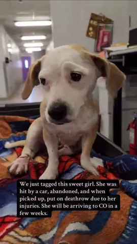 We need your help! This sweet girl will be arriving September 5 but prior she is undergoing surgery to help fix her leg. Medical bills are expensive and we could use your help. Please check link in bio and comment section for ways to help donate. #fyp #colorado #deathrowdogs #deathrowsurvivor #share #follow #coloradoanimalcarefoundation #rescue #helpus #donate 
