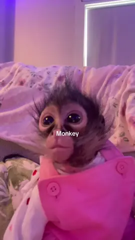Little monkey..😫😍  I want one..🥹🥹#vews#foryou#cutemonkey 