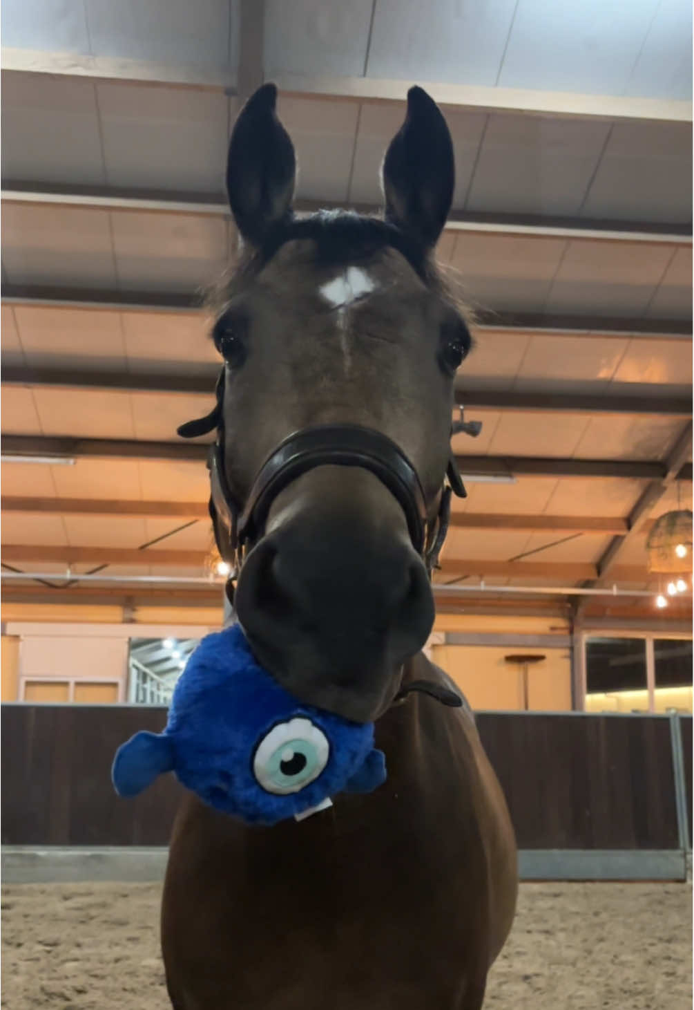 His new monster friend😍 #horse #paard #pferd #animal #cuteanimal #horsesofinstagram #horsetok #horsesoftiktok #buckskin #nrps #valk #equestrian #sillyhorse #horsedog #crazyhorse #tonguehorse #horsecore #play #dogtoys #prince 