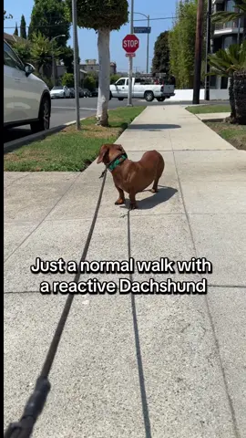I’m pretty sure every dachshund owner goes through this… even with absolutely ZERO triggers (dogs, cats, birds, etc.) Gunter still manages to find SOMETHING that displeases him on our walks.  To be fair, Gunter is usually not like this. He has really good days and not so good days. This morning, he was great so I eased up a little bit during the afternoon walk here. I just thought it was funny and wanted to record since he was exhibiting peak dachshund behavior.  I know for sure I’m not the only one who goes through this!! #dachshund #doxie #reactivedog #fyp #explore 