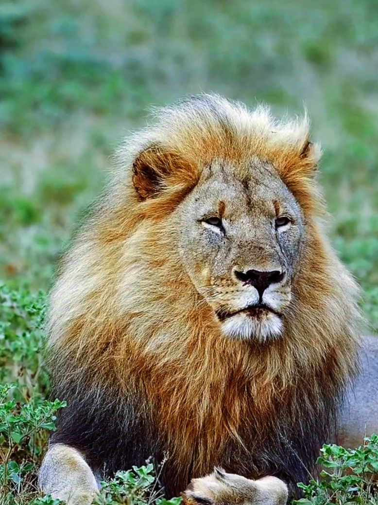 The lion is the very definition of grandeur and wild beauty. Its majestic mane, which varies between golden and dark hues, not only impresses visually but also symbolizes maturity and power within the pride. When it walks through the savanna, each step carries the elegance of a true king, and its steady gaze reveals the confidence of one who dominates the territory with authority. But it's not just appearance—the lion is equipped with sharp claws and powerful fangs, capable of bringing down large prey with precision and force. Its well-defined muscles and erect posture complete the appearance of a fantastic animal, built to hunt, protect, and lead. The combination of strength, beauty, and presence makes the lion one of nature's most admired beings.  #creatorsearchinsights #cat #lion #nature #amazing 