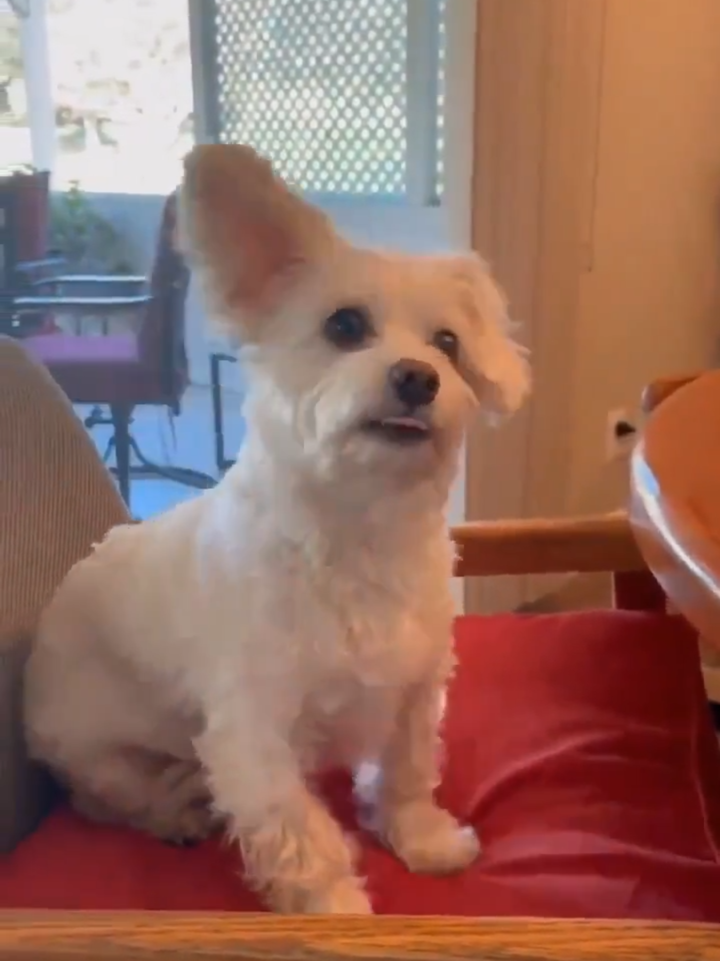 Dog's reaction to hearing all his favorite words.
