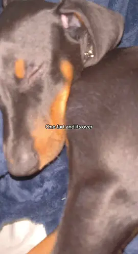 btw, thats his collar. he was inniiiit fs @rokeeb_ #dogsoftiktok #dobermann 