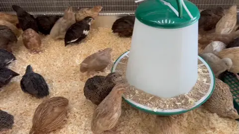 30 female mixed Quail, Cancelled order.. Message us for more information. No time wasters please!  Thank you!