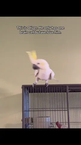 Please give my boy some love 😂 he’s diabolical lol #fyp #birdsoftiktok #parrotsoftiktok #cockatoo #tiktokhumor 