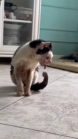 Unfortunately no single soul has donated for Pluto 😭‼️,we are helpless please don't forget Pluto. Updates on Pluto 😭‼️‼️  We have two days left for Pluto 😭 either to be enthusiased or get treatment 😭we have a huge bill on our neck over $1500. Please save Pluto 🙏