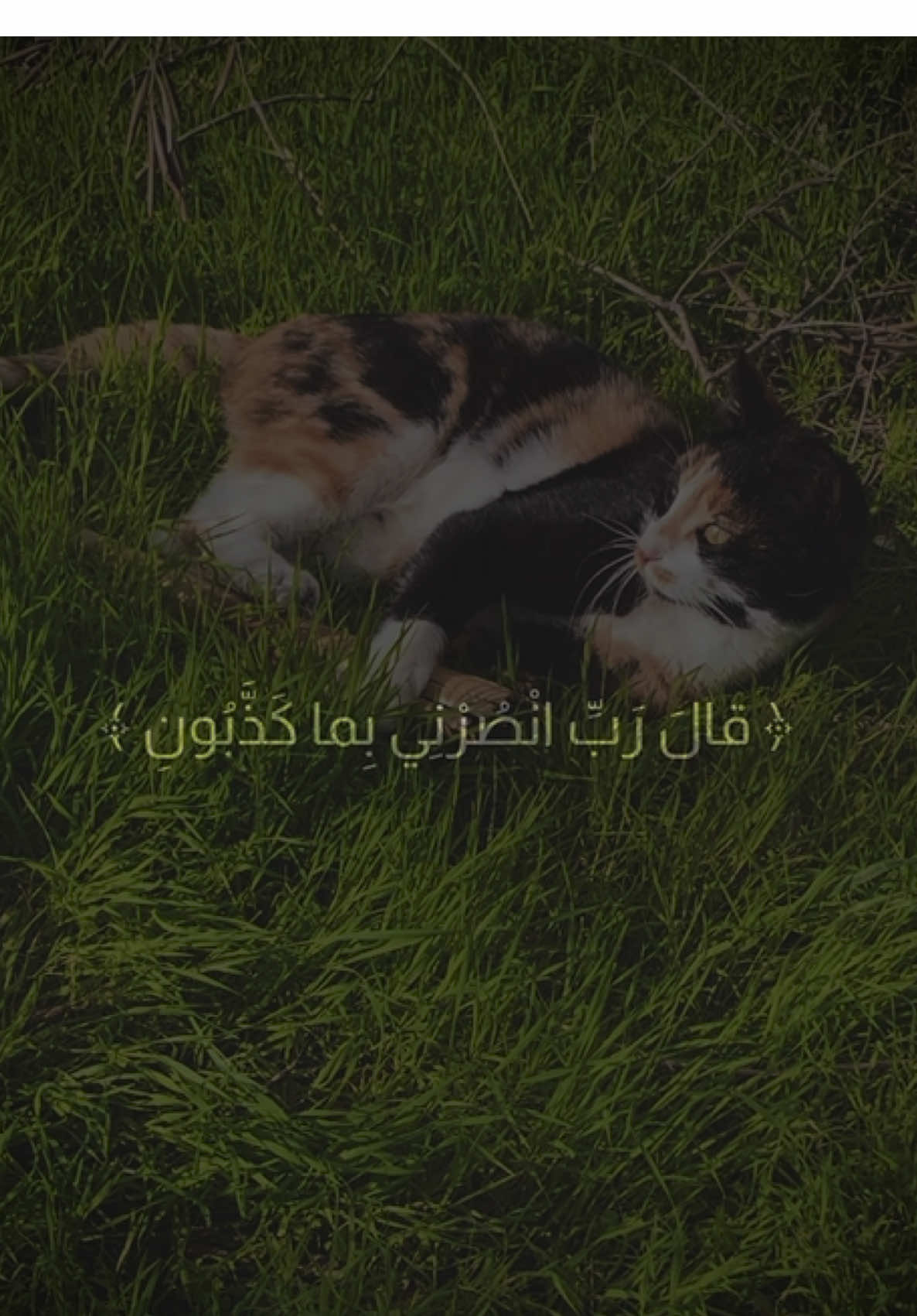 سورة المؤمنون، من آية 39، إلى آية 40  [المنشاوي]  ﴿قالَ رَبِّ انْصُرْنِي بِما كَذَّبُونِ ﴾ ﴿قالَ عَمَّا قَلِيلٍ لَيُصْبِحُنَّ نادِمِينَ﴾ [تصويري] #قران_كريم #سورة_المؤمنون #المنشاوي #تلاوة #حسنات