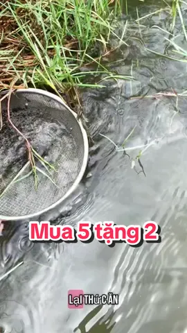 Men vi sinh BiO-EM GỐC: gây màu sạch nước giảm khí độc. Cải thiện chất lượng nước #Namnguyễn68 #visinhEMGỐC #nuôitôm #visinh 