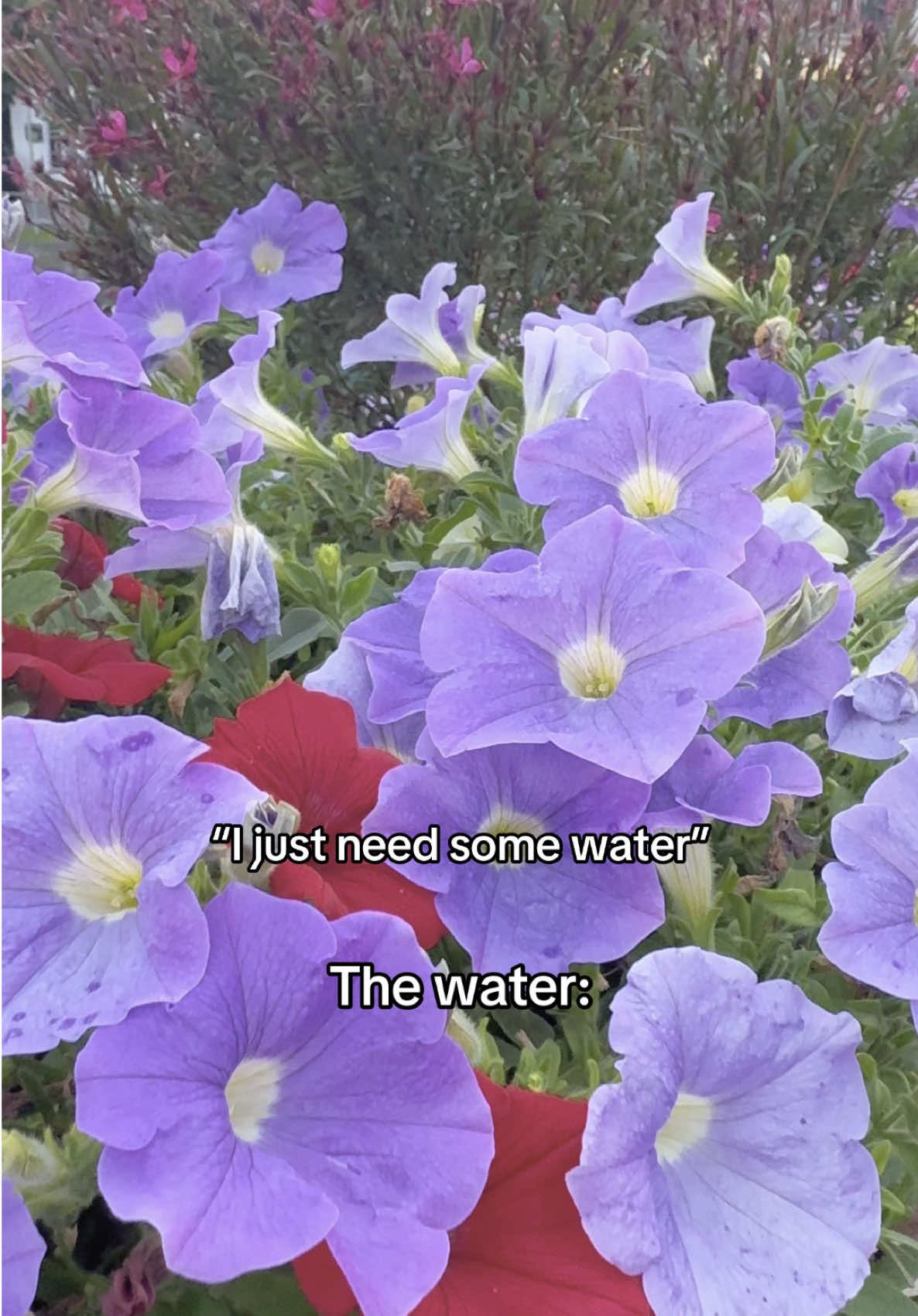 If the water don’t look like blue jolly ranchers, I DONT WANT IT. 🪼🐬🩵😩#switzerland🇨🇭 #swizterlandnature #swizterlandtravel #interlaken #europe 
