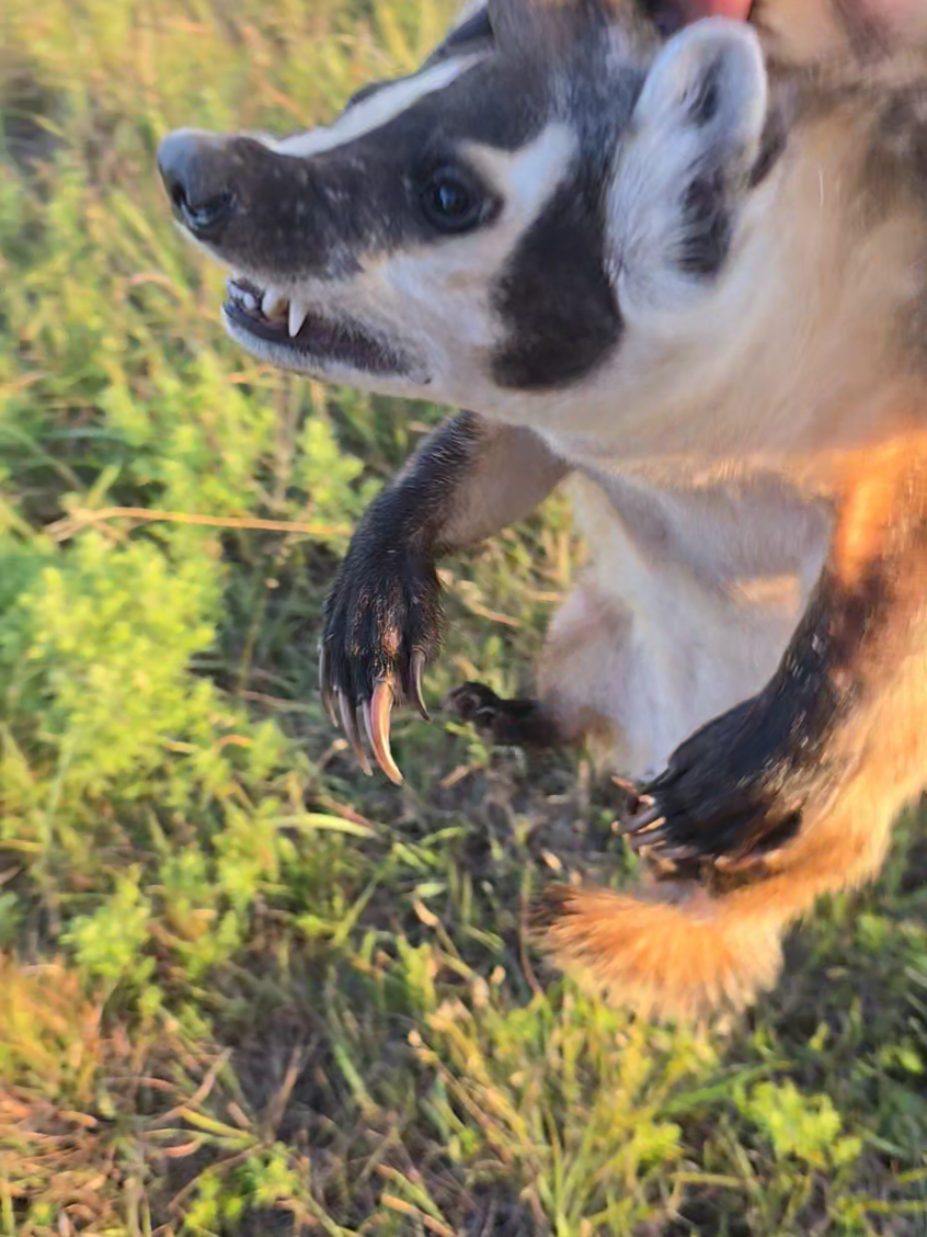 Registered blue heeler male.  Free to a good home. He needs a bath and his toe nails trimmed. DOESN'T LIKE BELLY RUBS! #fyp #countrygirl #countryboy #blueheeler #workingdog