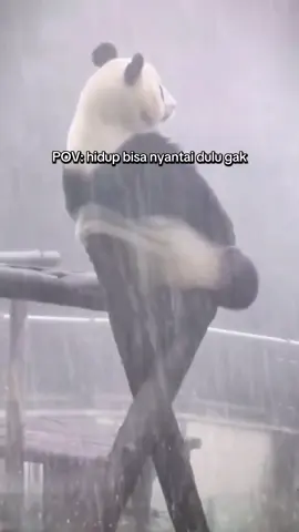 gak bisa nyantai dikit😮‍💨 #panda#panda🐼 #fyp #viralvideo #xyzbca 
