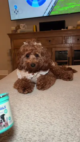Amazon pet must have!🐾🦴 #amazonpets #amazonpet #goldendoodlesoftiktok #kortneyandkarlee 