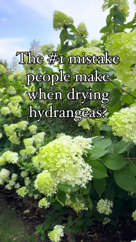 The secret to perfectly dried hydrangeas is all in the timing! If you cut them too early, before the blooms have matured, they'll just wilt, shrivel and not look all that amazing. You need to wait until the blooms have a papery feel and the color has deepened. Here's what to look for!  🌸Look for a subtle color change: The vibrant green, white, or pink will start to look  vintage, faded, or muted. 🌸Feel the petals: Gently touch a few of the blooms. They should feel dry and papery, not soft or fresh. 🌸Listen for a whisper: When you shake the stem, you should hear a gentle rustling sound from the petals. Once you see these signs, you're good to snip! This small step is the key to creating those beautiful, long-lasting dried arrangements you love. Ready to try it? Save this for when your hydrangeas are ready to harvest!  What color hydrangeas do you have in your garden?