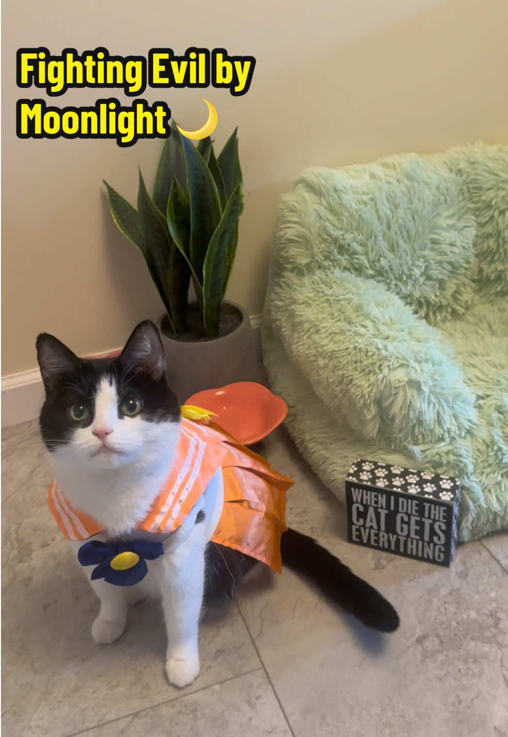 🎵Fighting Evil by Moonlight 🌙 Winning Love by Daylight🎵 #sailormoon #anime #cosplay #rescue #cat 