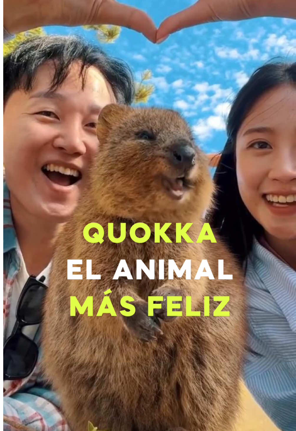Quokka animal mas feliz #gabogabb #datocurioso #SabiasQue #curiosidades #animales 