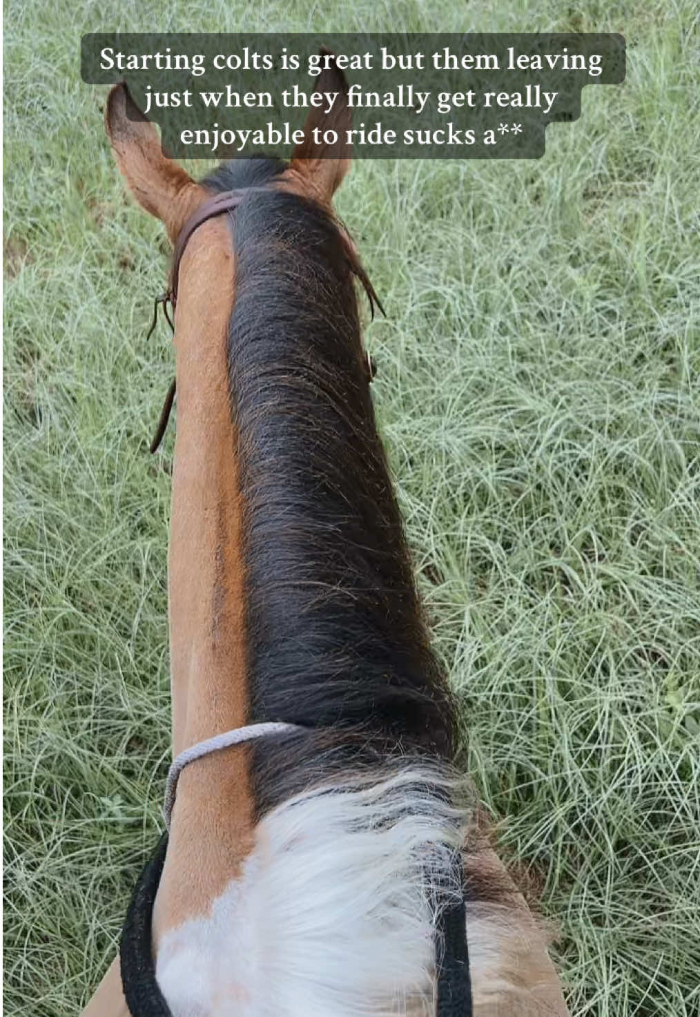 #horse #horsetraining #coltstarting #equine #western 
