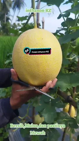Alhamdulillah telah finish Melon dengan Varietas Inthanon RZ dengan brix berkisar 15% Alhamdulillah panen lumayan.... #promomakanmerdeka  #petanimilenial  #petaniindonesia🇮🇩🇮🇩🇮🇩🌿🌿  #petanimuda 