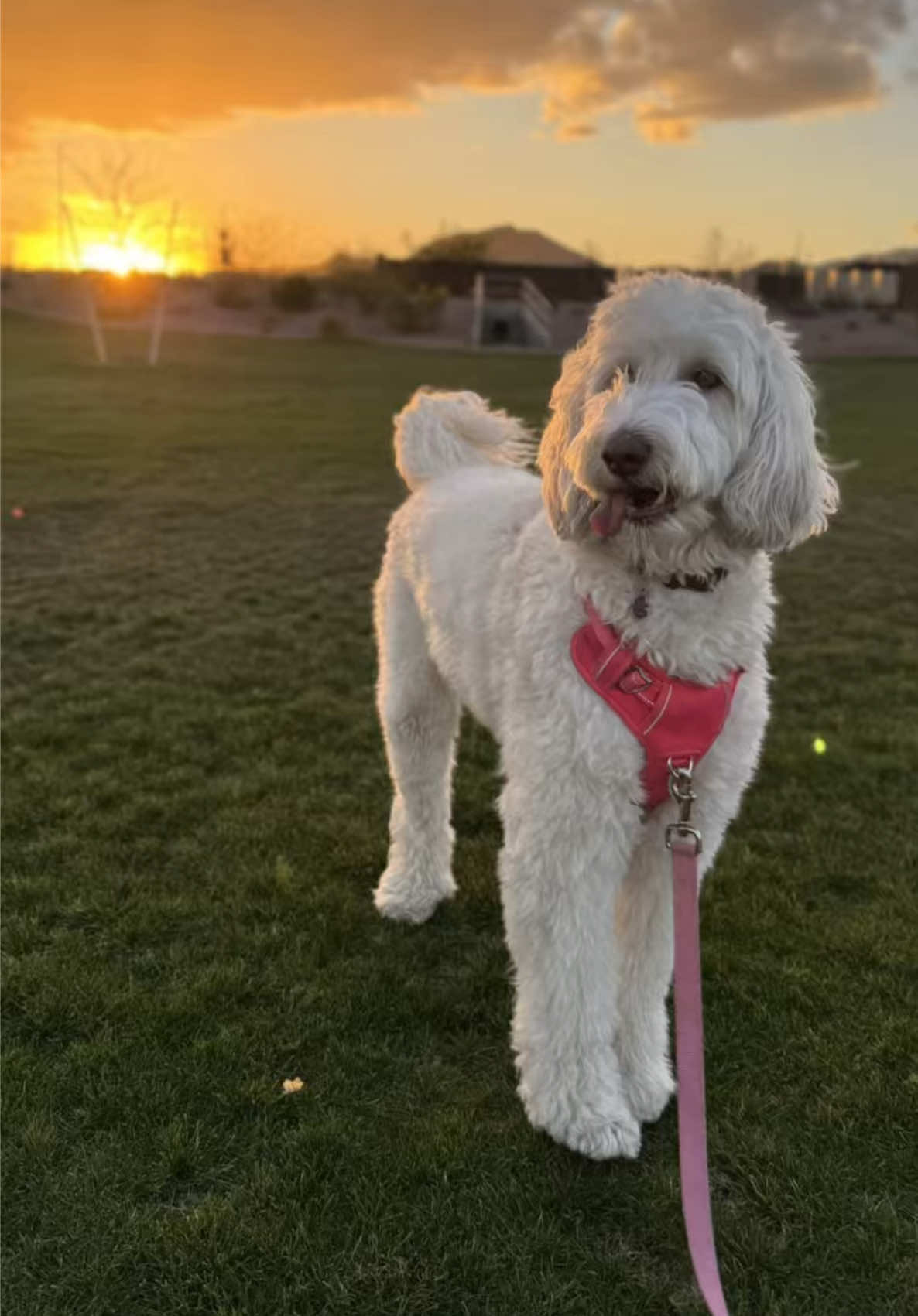 💖 #fyp #dogmom #mybaby 