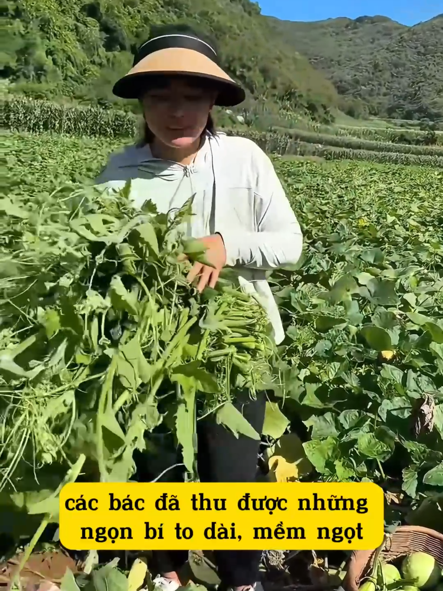 Các bác đã từng trồng qua giống bí ngọn bích tơ dài như này chưa ạ
